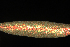  ( - OSBAR000045)  @11 [ ] Copyright (2014) Florida Museum of Natural History Florida Museum of Natural History