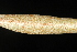  ( - OSBAR000045)  @11 [ ] Copyright (2014) Florida Museum of Natural History Florida Museum of Natural History