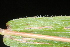  ( - OSBAR000048)  @11 [ ] Copyright (2014) Florida Museum of Natural History Florida Museum of Natural History