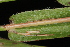  ( - OSBAR000048)  @11 [ ] Copyright (2014) Florida Museum of Natural History Florida Museum of Natural History