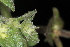 ( - OSBAR000068)  @11 [ ] Copyright (2014) Florida Museum of Natural History Florida Museum of Natural History