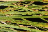  ( - OSBAR000089)  @11 [ ] Copyright (2014) Florida Museum of Natural History Florida Museum of Natural History