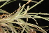  ( - OSBAR000096)  @11 [ ] Copyright (2014) Florida Museum of Natural History Florida Museum of Natural History