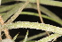  ( - OSBAR000096)  @11 [ ] Copyright (2014) Florida Museum of Natural History Florida Museum of Natural History