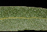  ( - OSBAR000106)  @11 [ ] Copyright (2014) Florida Museum of Natural History Florida Museum of Natural History