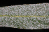  ( - OSBAR000106)  @11 [ ] Copyright (2014) Florida Museum of Natural History Florida Museum of Natural History
