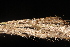  ( - OSBAR000111)  @11 [ ] Copyright (2014) Florida Museum of Natural History Florida Museum of Natural History