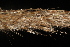  ( - OSBAR000111)  @11 [ ] Copyright (2014) Florida Museum of Natural History Florida Museum of Natural History