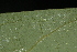  ( - OSBAR000124)  @11 [ ] Copyright (2014) Florida Museum of Natural History Florida Museum of Natural History