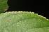  ( - OSBAR000125)  @11 [ ] Copyright (2014) Florida Museum of Natural History Florida Museum of Natural History