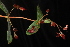  ( - OSBAR000127)  @11 [ ] Copyright (2014) Florida Museum of Natural History Florida Museum of Natural History