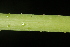 ( - OSBAR000139)  @11 [ ] Copyright (2014) Florida Museum of Natural History Florida Museum of Natural History