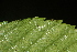  ( - OSBAR000141)  @11 [ ] Copyright (2014) Florida Museum of Natural History Florida Museum of Natural History