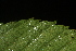  ( - OSBAR000141)  @11 [ ] Copyright (2014) Florida Museum of Natural History Florida Museum of Natural History