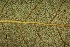  ( - OSBAR000162)  @11 [ ] Copyright (2014) Florida Museum of Natural History Florida Museum of Natural History