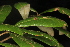  ( - OSBAR000162)  @11 [ ] Copyright (2014) Florida Museum of Natural History Florida Museum of Natural History