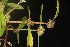  (Spermacoce prostrata - OSBAR000163)  @11 [ ] Copyright (2014) Florida Museum of Natural History Florida Museum of Natural History
