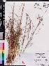  (Andropogon brachystachyus - OSBAR000179)  @11 [ ] Copyright (2014) Florida Museum of Natural History Florida Museum of Natural History