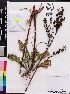  (Penstemon multiflorus - OSBAR000184)  @11 [ ] Copyright (2014) Florida Museum of Natural History Florida Museum of Natural History