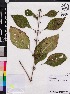  (Callicarpa americana - OSBAR000186)  @11 [ ] Copyright (2014) Florida Museum of Natural History Florida Museum of Natural History