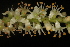  ( - OSBAR000231)  @11 [ ] Copyright (2014) Florida Museum of Natural History Florida Museum of Natural History