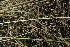  ( - OSBAR000251)  @11 [ ] Copyright (2014) Florida Museum of Natural History Florida Museum of Natural History