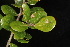  ( - OSBAR000252)  @11 [ ] Copyright (2014) Florida Museum of Natural History Florida Museum of Natural History