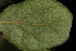  ( - OSBAR000252)  @11 [ ] Copyright (2014) Florida Museum of Natural History Florida Museum of Natural History