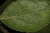  ( - OSBAR000252)  @11 [ ] Copyright (2014) Florida Museum of Natural History Florida Museum of Natural History