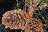  ( - OSBAR000253)  @11 [ ] Copyright (2014) Florida Museum of Natural History Florida Museum of Natural History