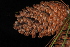  ( - OSBAR000253)  @11 [ ] Copyright (2014) Florida Museum of Natural History Florida Museum of Natural History