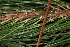  ( - OSBAR000253)  @11 [ ] Copyright (2014) Florida Museum of Natural History Florida Museum of Natural History