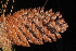  ( - OSBAR000253)  @11 [ ] Copyright (2014) Florida Museum of Natural History Florida Museum of Natural History