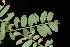  (Tephrosia mohrii - OSBAR000256)  @11 [ ] Copyright (2014) Florida Museum of Natural History Florida Museum of Natural History