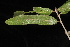  ( - OSBAR000260)  @11 [ ] Copyright (2014) Florida Museum of Natural History Florida Museum of Natural History
