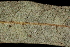  ( - OSBAR000260)  @11 [ ] Copyright (2014) Florida Museum of Natural History Florida Museum of Natural History