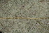  ( - OSBAR000260)  @11 [ ] Copyright (2014) Florida Museum of Natural History Florida Museum of Natural History