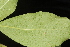  (Chionanthus virginicus - OSBAR000261)  @11 [ ] Copyright (2014) Florida Museum of Natural History Florida Museum of Natural History