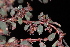  ( - OSBAR000264)  @11 [ ] Copyright (2014) Florida Museum of Natural History Florida Museum of Natural History