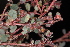  ( - OSBAR000264)  @11 [ ] Copyright (2014) Florida Museum of Natural History Florida Museum of Natural History
