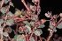  ( - OSBAR000264)  @11 [ ] Copyright (2014) Florida Museum of Natural History Florida Museum of Natural History