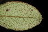  ( - OSBAR000275)  @11 [ ] Copyright (2014) Florida Museum of Natural History Florida Museum of Natural History