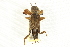  ( - BIOUG00918-E10)  @14 [ ] CreativeCommons - Attribution (2011) CBG Photography Group Centre for Biodiversity Genomics