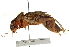  ( - BIOUG02553-B10)  @14 [ ] CreativeCommons - Attribution (2012) CBG Photography Group Centre for Biodiversity Genomics