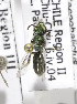  (Caenohalictus cuprellus - CHL-0047)  @12 [ ] CreativeCommons - Attribution Non-Commercial Share-Alike (2010) Unspecified York University