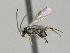  ( - CNC1003023)  @11 [ ] by-sa - CreativeCommons  Attribution Share-Alike (2022) Melanie Beaudin Canadian National Collection of Insects, Arachnids and Nematodes