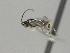  ( - CNC1003120)  @11 [ ] by-sa - CreativeCommons  Attribution Share-Alike (2025) Melanie Beaudin Canadian National Collection of Insects, Arachnids and Nematodes