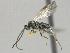  ( - CNC1009732)  @11 [ ] by-sa - CreativeCommons  Attribution Share-Alike (2032) Melanie Beaudin Canadian National Collection of Insects, Arachnids and Nematodes