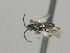  ( - CNC1196290)  @11 [ ] by-sa - CreativeCommons  Attribution Share-Alike (2074) Melanie Beaudin Canadian National Collection of Insects, Arachnids and Nematodes