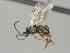  ( - CNC1609232)  @11 [ ] by-sa - CreativeCommons  Attribution Share-Alike (2087) Melanie Beaudin Canadian National Collection of Insects, Arachnids and Nematodes